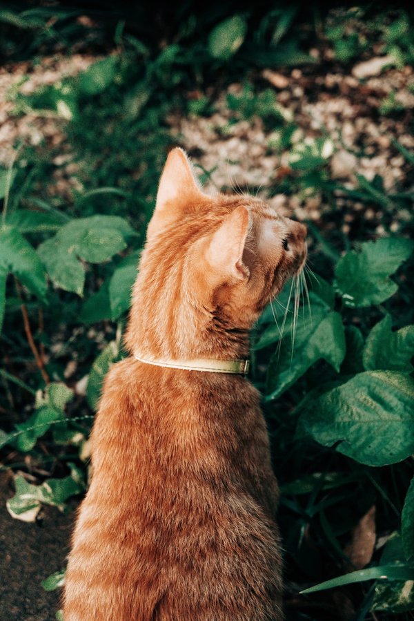 les plus beaux jardins à visiter en Asie